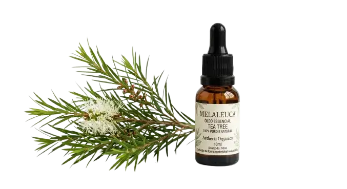 ramo de melaleuca e frasco de óleo essencial de melaleuca para limpar a energia da casa